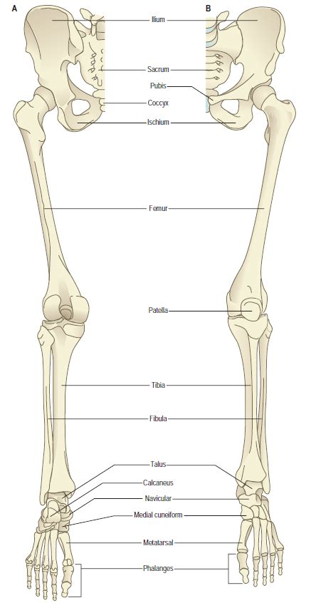 Lower Limb Skeletal Anatomy