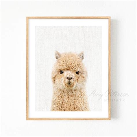 Baby Alpaca Print Farm Animal Nursery Art Baby Animals Etsy