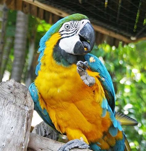 Blue and Gold Macaw: Facts, Habitat, Food & Care (Ara ararauna)