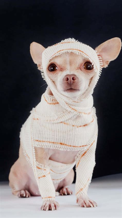 Best Chihuahua Halloween Costumes DIY Ideas, Cute & Funny Wallpaper