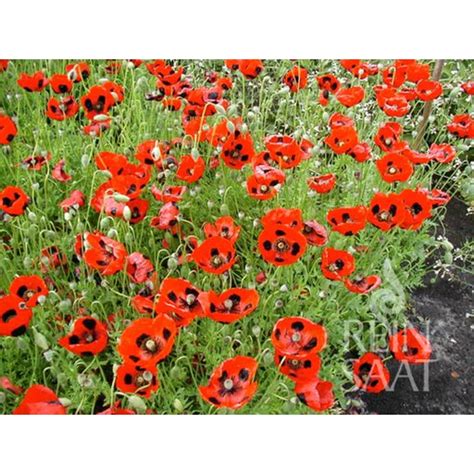 ReinSaat Klatschmohn Pierrot 1 Packung Bloomling Deutschland