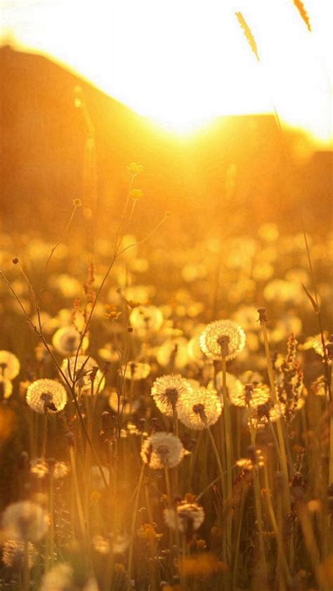 Nature Dandelion Sunlight Field Iphone Wallpapers Free Download