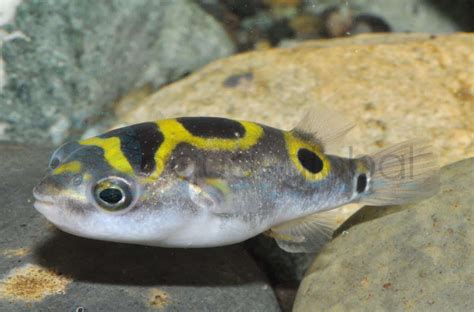 Palembang Kugelfisch Dichotomyctere Ocellatus Zierfischgro Handel