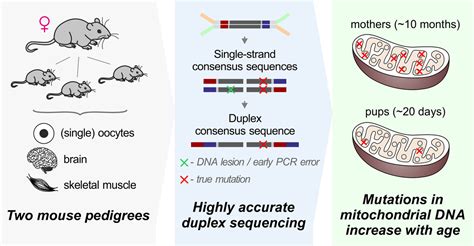 New Mutations Accumulate In Reproductive Cells Of Older Mice