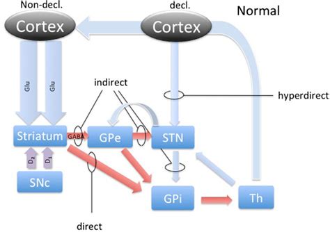 The Basal Ganglia Circuitry The Scheme Represents The Main Pathways Of