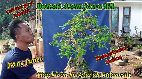 Cek Harga N Koleksi Bonsai Asem Jawa Dll Di Bang Junet Wa