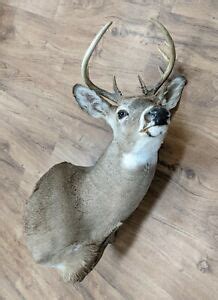 10 Point Deer Mount for sale | eBay