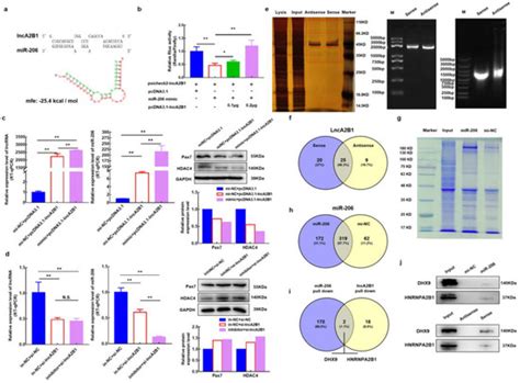 Cells Free Full Text Bta MiR 206 And A Novel LncRNA LncA2B1 Promote