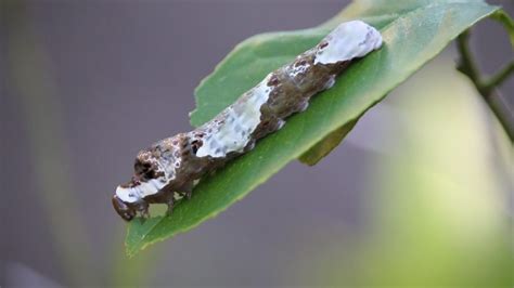 Giant Swallowtail Caterpillar Eats A Meyer Lemon Leaf The Wfsu Ecology Blog