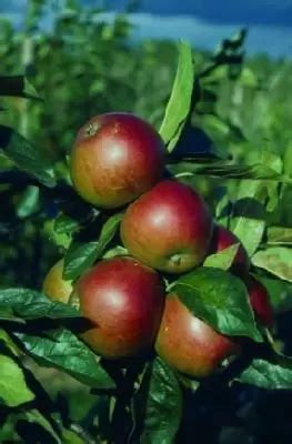 Malus Domestica Fiesta Apple Provender Nurseries Wholesale