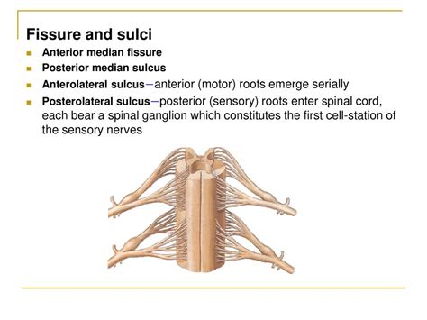 The Nervous System ——the Spinal Cord Ppt Download