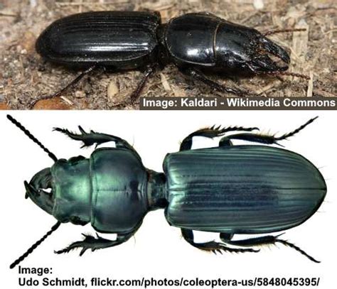 Types Of Ground Beetles With Pictures Identification Guide