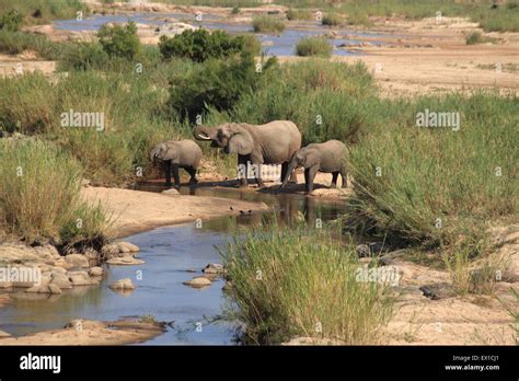 Elephants drinking water in river Stock Photo - Alamy