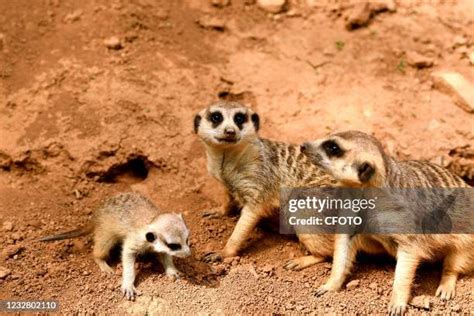 Meerkat Pups Photos And Premium High Res Pictures Getty Images