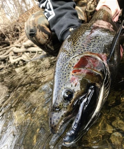 Wisconsin River Fishing Guides - Fin N' Fly Sportfishing