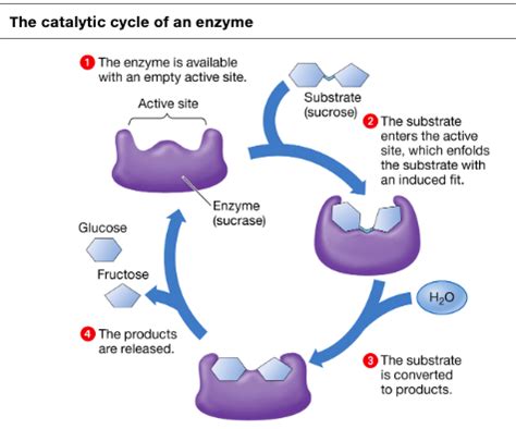 Solved The Catalytic Cycle Of An Enzyme The Enzyme Is Chegg