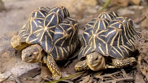 10 Signs Of Your Tortoise Dying With Treatment The Turtle Hub