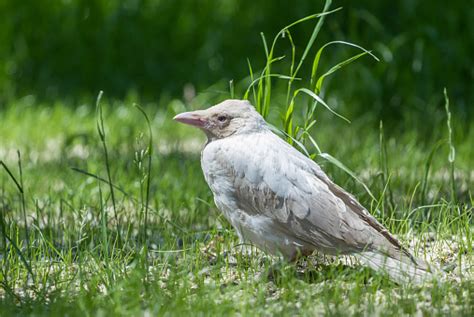 Gagak Albino Putih Foto Stok - Unduh Gambar Sekarang - Albinisme ...