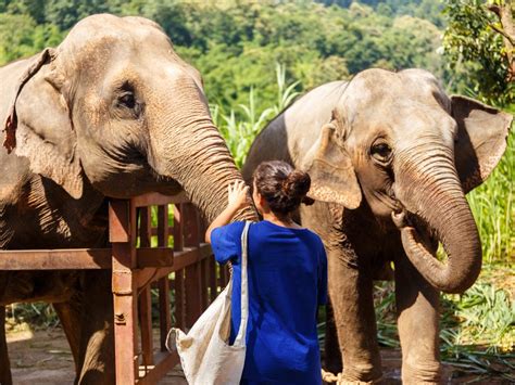 Elephant Jungle Sanctuary Bodega Hostels Party Hostels In Thailand