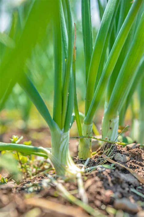 How To Plant A Sprouted Onion Mighty Mrs Super Easy Recipes In 2022