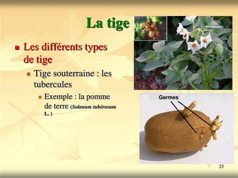 Ppt Les Angiospermes Powerpoint Presentation Free Download Id5430142