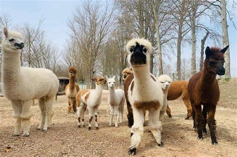 Lupi Al Leo Wild Park Uccisi Una Dozzina Di Alpaca Iltamtam It Il