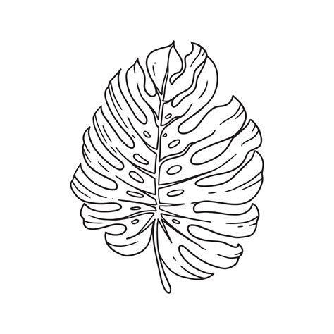 Monstera Leaf Drawing Outline