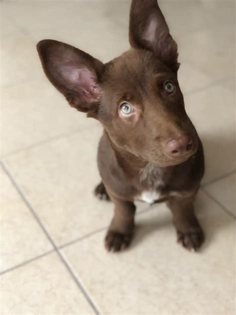 Corgi-Labrador mix : r/rarepuppers