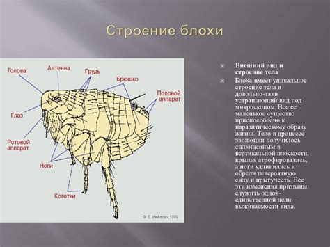 Блохи. 7 класс - презентация онлайн
