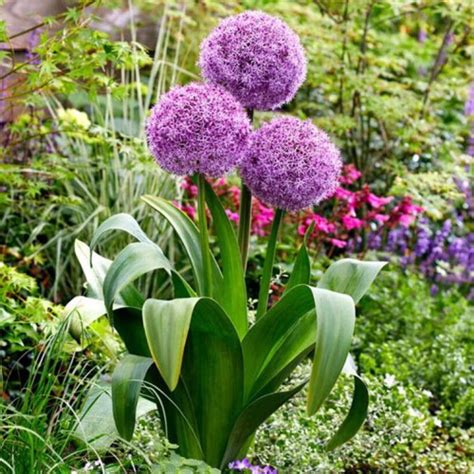 Czosnek Ozdobny Allium Party Balloons 20 22 Wild Lilly Cebulki