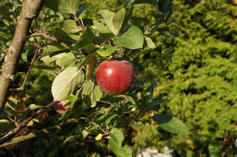 Red Apple Growing On A Tree In The Garden Stock Image Image Of Green