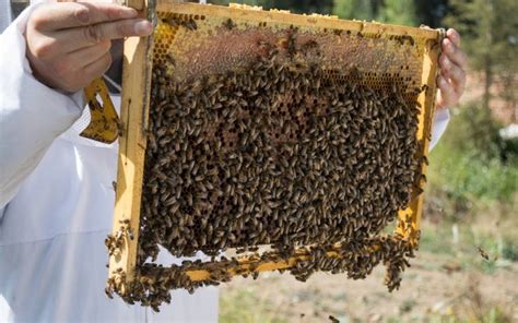 Sin Abejas No Hay Futuro Diario De Quer Taro Noticias Locales