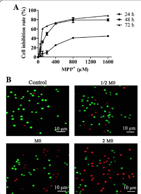 Effects Of Mpp On The Proliferation And Apoptosis Of Pc12 Cells A Download Scientific