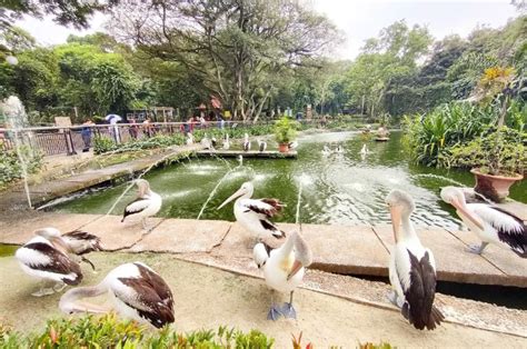 Wisata Murah Meriah Di Jakarta Taman Margasatwa Ragunan Cocok Jadi