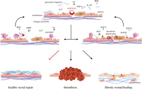 Endothelial Cells Neutrophils And Platelets Getting To The Bottom Of