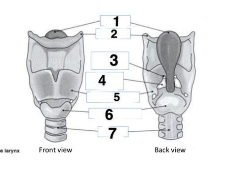 Laryngeal Anatomy Phonation And Applications Flashcards Quizlet