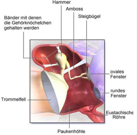 Anatomie und Physiologie des menschlichen Gehörs Karteikarten Quizlet