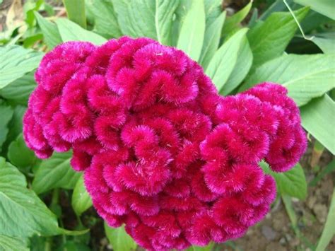 Celosia Piante Appartamento