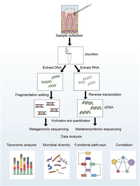 Frontiers Metagenomic And Metatranscriptomic Insight Into Oral Biofilms In Periodontitis And