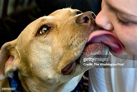 Bull Kissing Photos And Premium High Res Pictures Getty Images