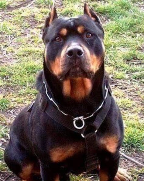 Rottweiler Pitbull Mix Traits Training And Care Guide Rottweiler