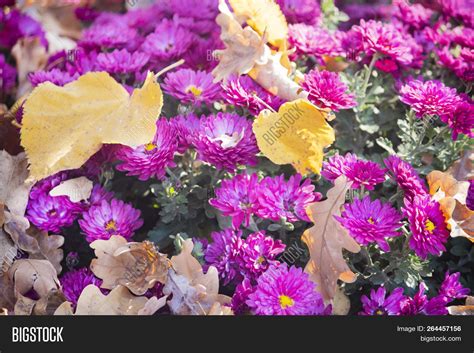 Flower Garden Sunny Image & Photo (Free Trial) | Bigstock