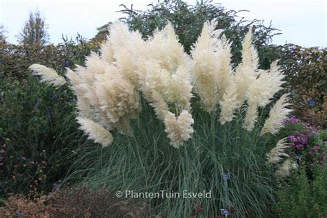 Cortaderia Selloana Pumila Plantentuin Esveld