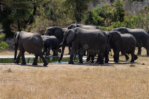 Elefante Africano En El Parque Nacional De Kruger Foto De Archivo