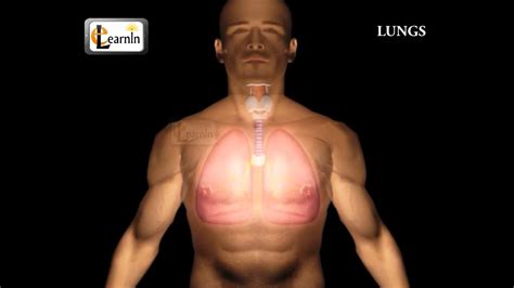 Human Lungs Parts Of Respiratory System Human Anatomy 3d