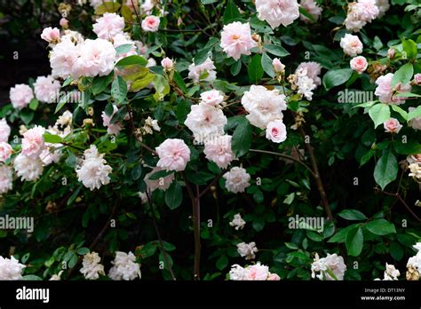 Rosa Cecile Brunner Blush Pink Flowers Flowering Climbing Climber