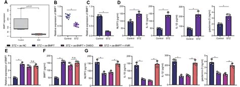 Effect Of BMP7 On The IDD Of T1DM Rats By Regulating NLRP3 Inflammasome