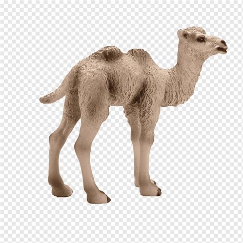 جمل البكتيري، Dromedary، تلد مهرا، حصان، Schleich، Horse الحصان