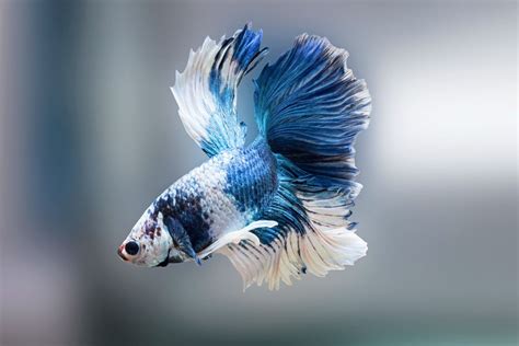 Betta Tank Mates For A 5-Gallon Tank - Pets Gal