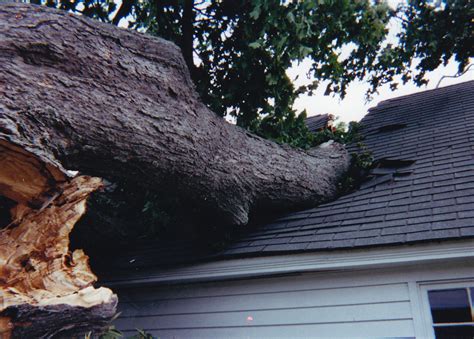 Storm Damage - A & L Tree Experts